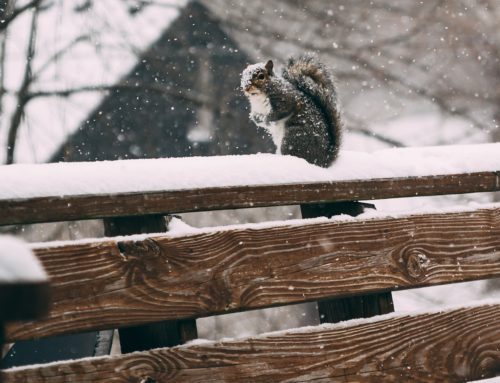6 Dos and Don’ts to Protect Your Deck This Winter