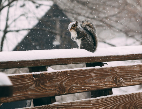 6 Dos and Don’ts to Protect Your Deck This Winter