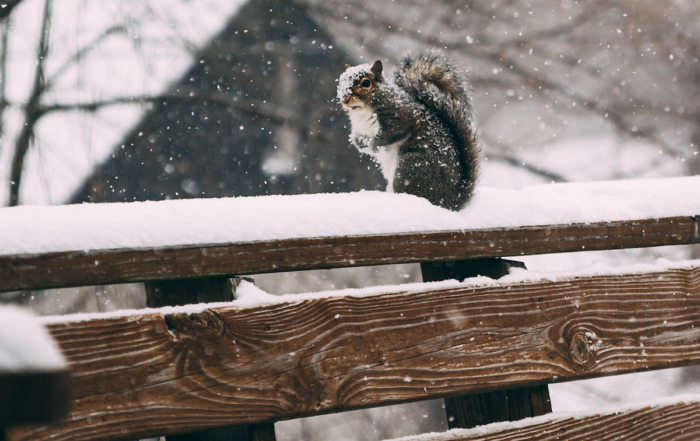 squirrel sitting on a snowy fence