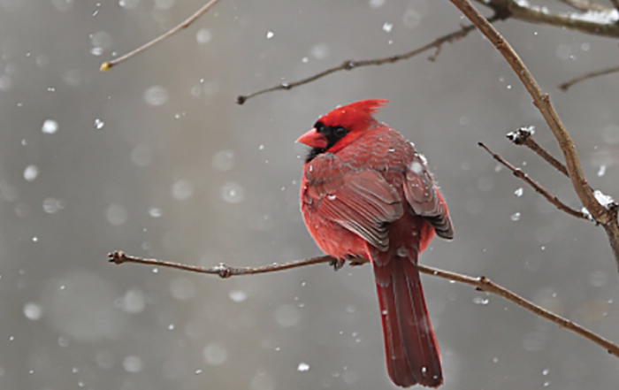 a cardinal on a branch in the snow